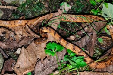 Питаются улитками и слизнями: новый вид змей случайно обнаружили в Китае (фото)