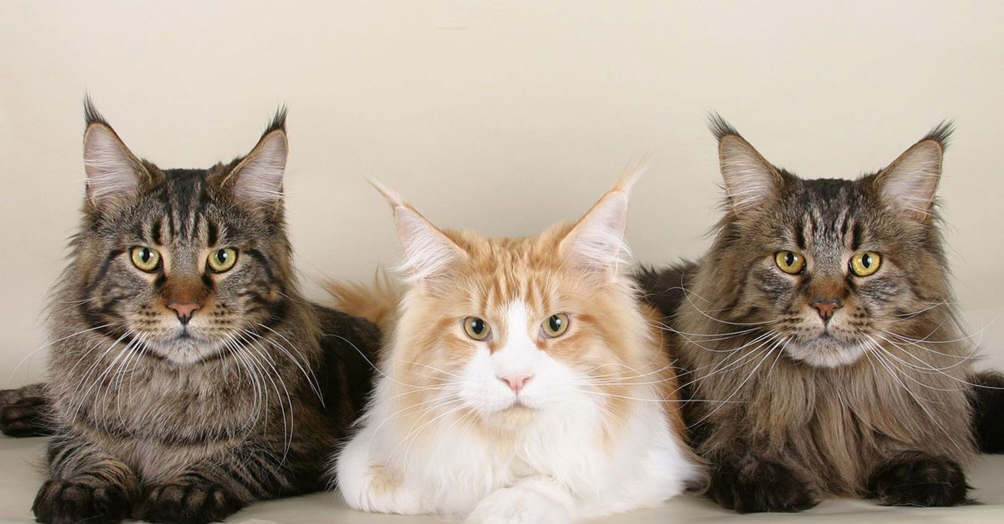 Features of the Maine Coon cat breed
