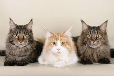 Features of the Maine Coon cat breed