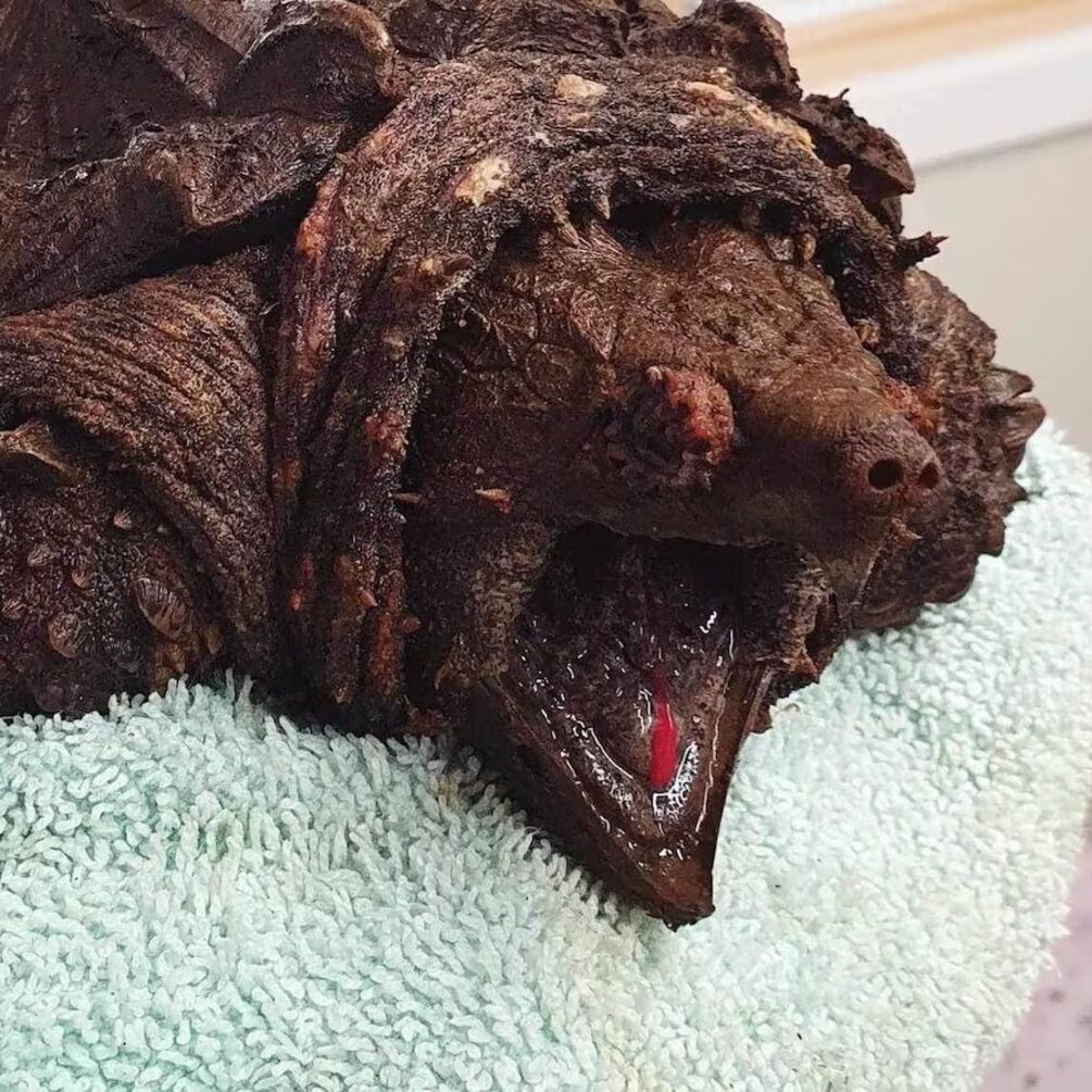 Инвазивную черепаху-аллигатора нашли в Камбрии: жуткого зверя ветеринары назвали 'Пушистиком' (фото и видео)