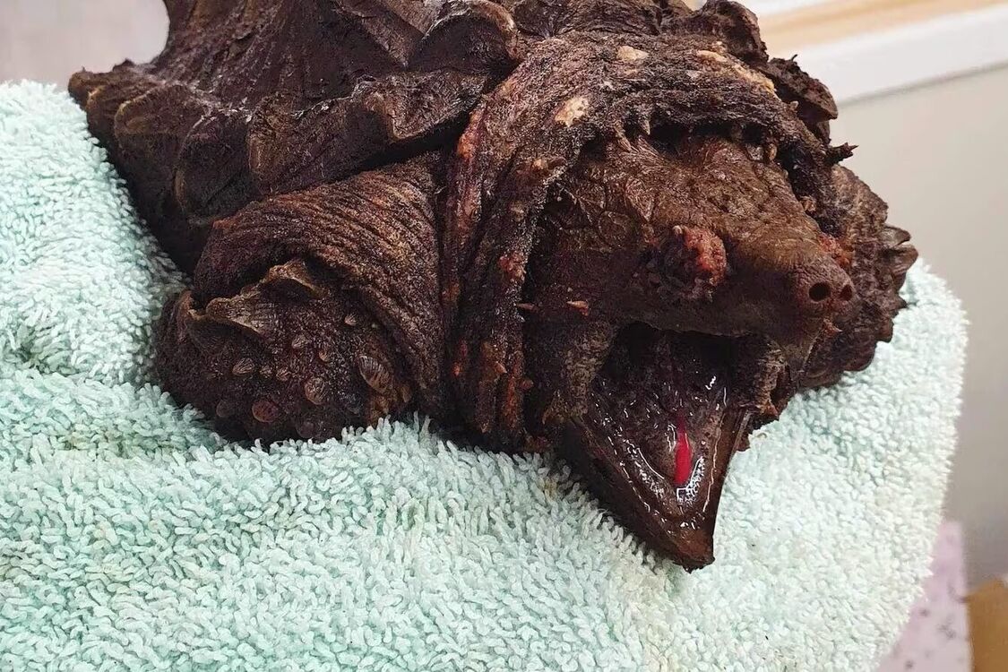 Інвазивну черепаху-алігатора знайшли в Камбрії: моторошного звіра ветеринари назвали 'Пухнастиком' (фото та відео)