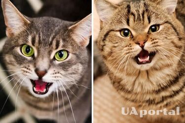 Які породи кішок найбільше нявкають і люблять розмовляти