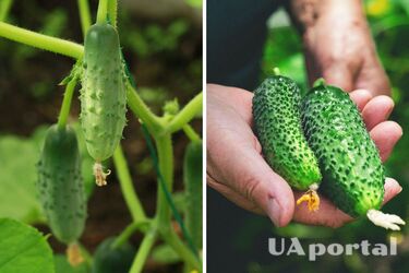 How to make fertilizer for cucumbers from onion husks
