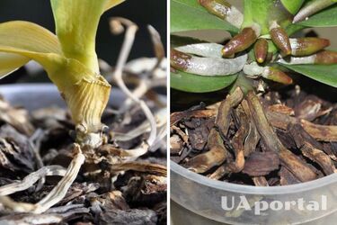 How to save a drying orchid with ice