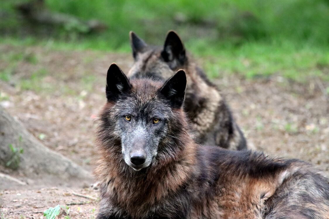 Чернобыльские волки-мутанты развили противораковые способности