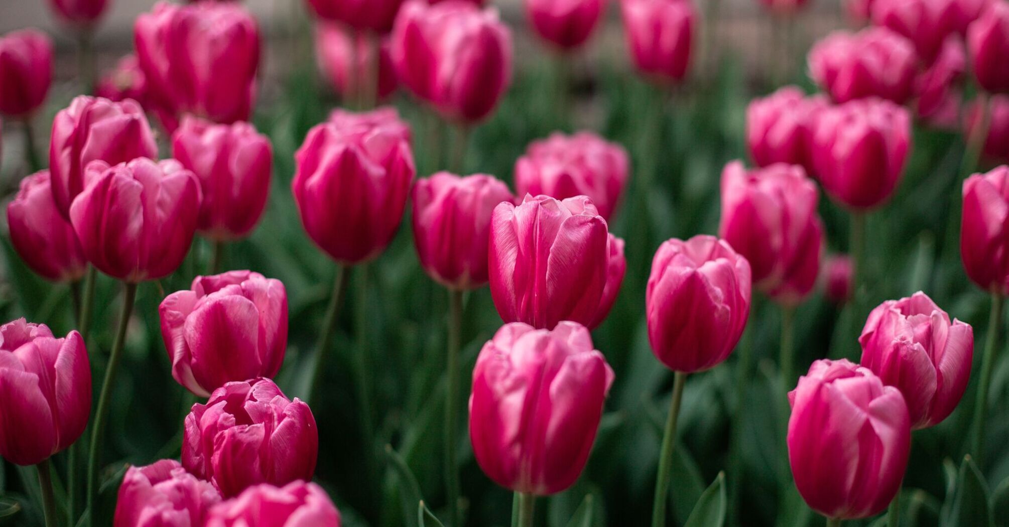 Советы для яркого цветения тюльпанов