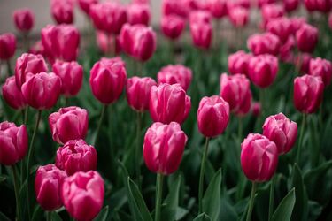 Поради для яскравого цвітіння тюльпанів
