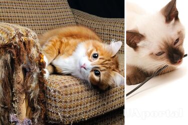 How to stop a cat from scratching furniture