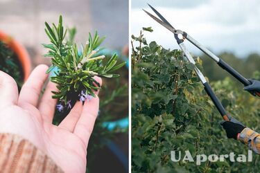 Three plants to prune in February for healthy growth and fruitful blooms