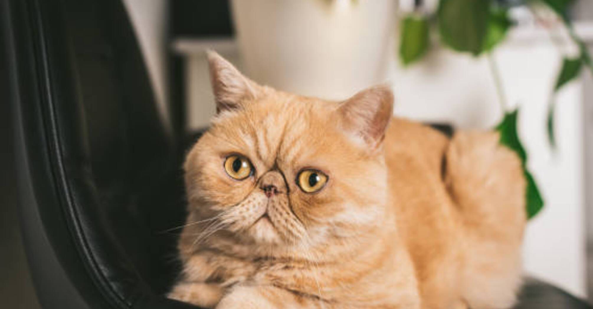 Czy warto mieć egzotycznego kota krótkowłosego: zalety i wady tej decyzji