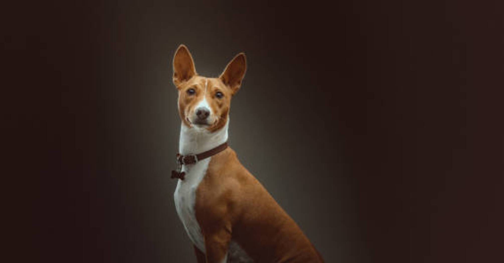 Порода собак басенджи: с какими проблемами могут столкнутся владельцы