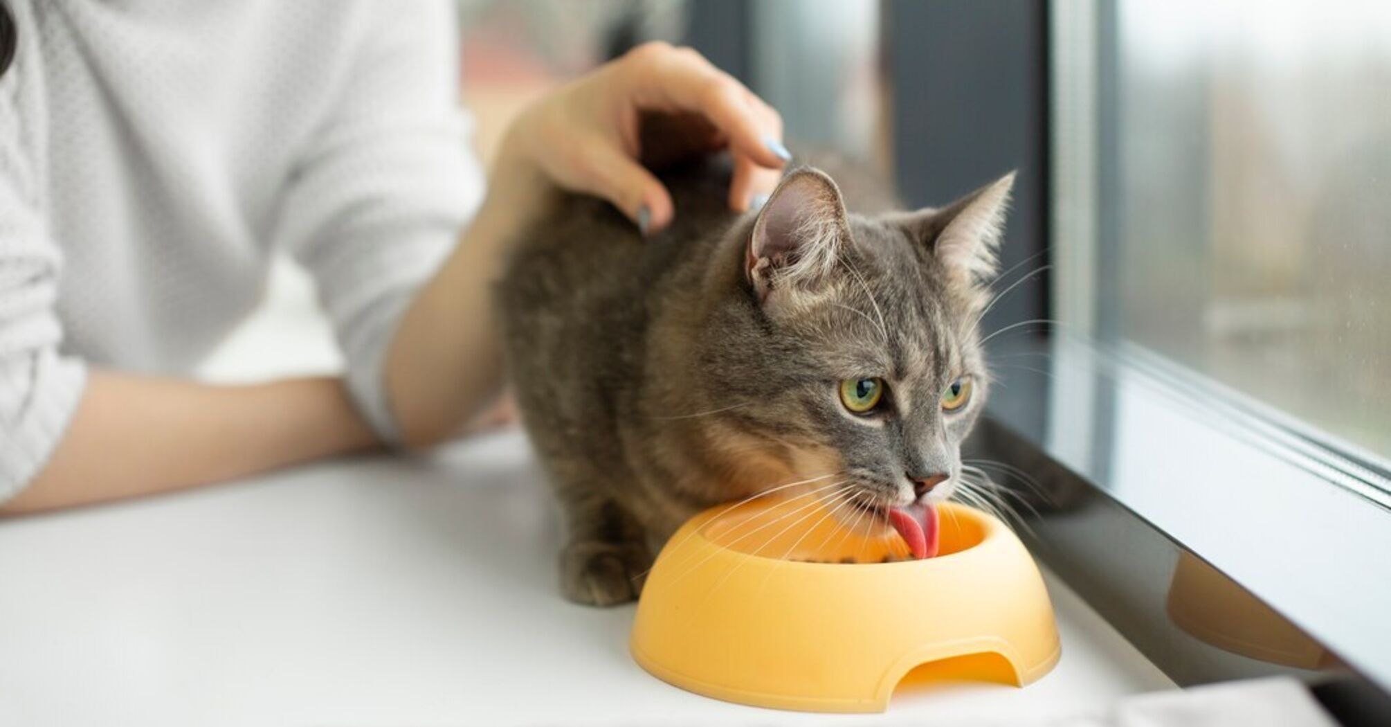 Як вивести котячий запах із квартири: Дієві способи