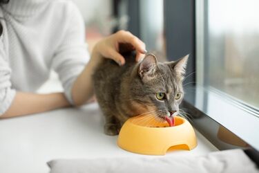 Как вывести кошачий запах из квартиры: Действенные способы