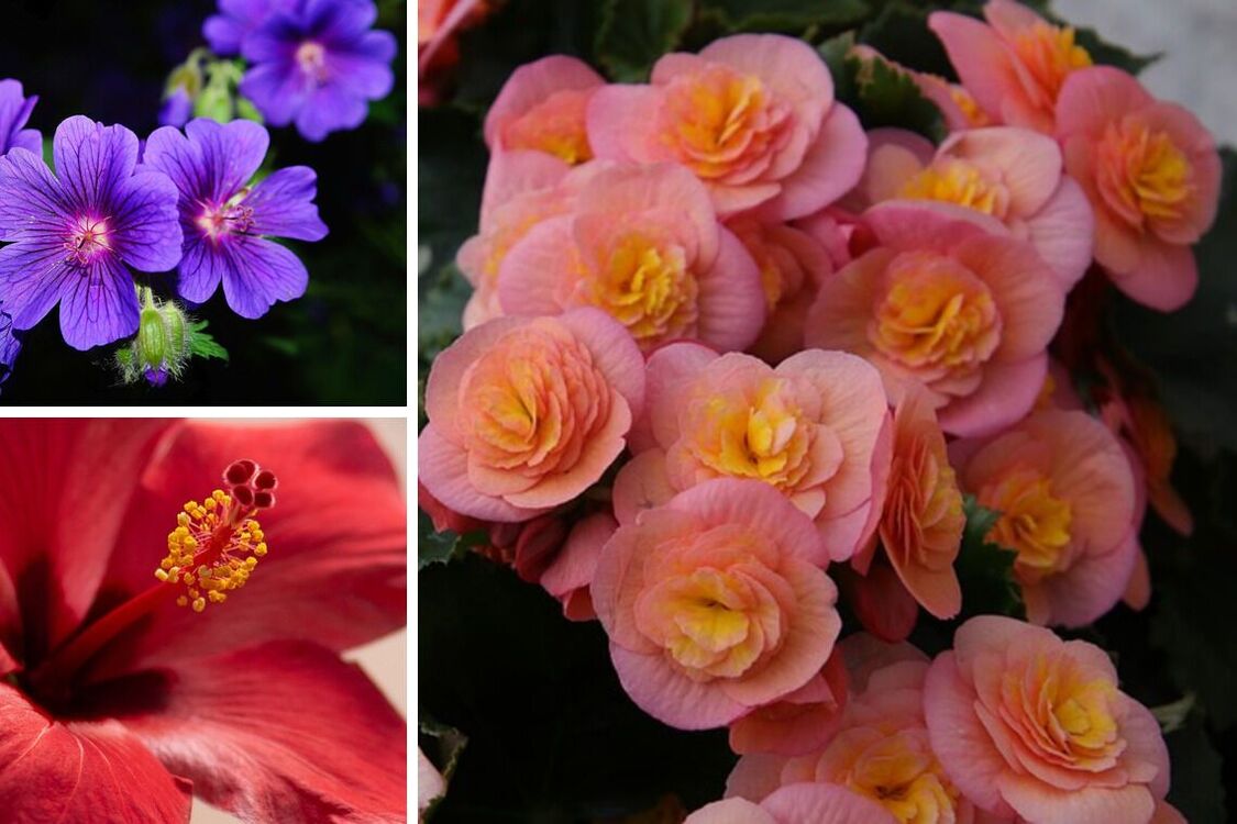 Три цветка, которые способны привлечь удачу в дом