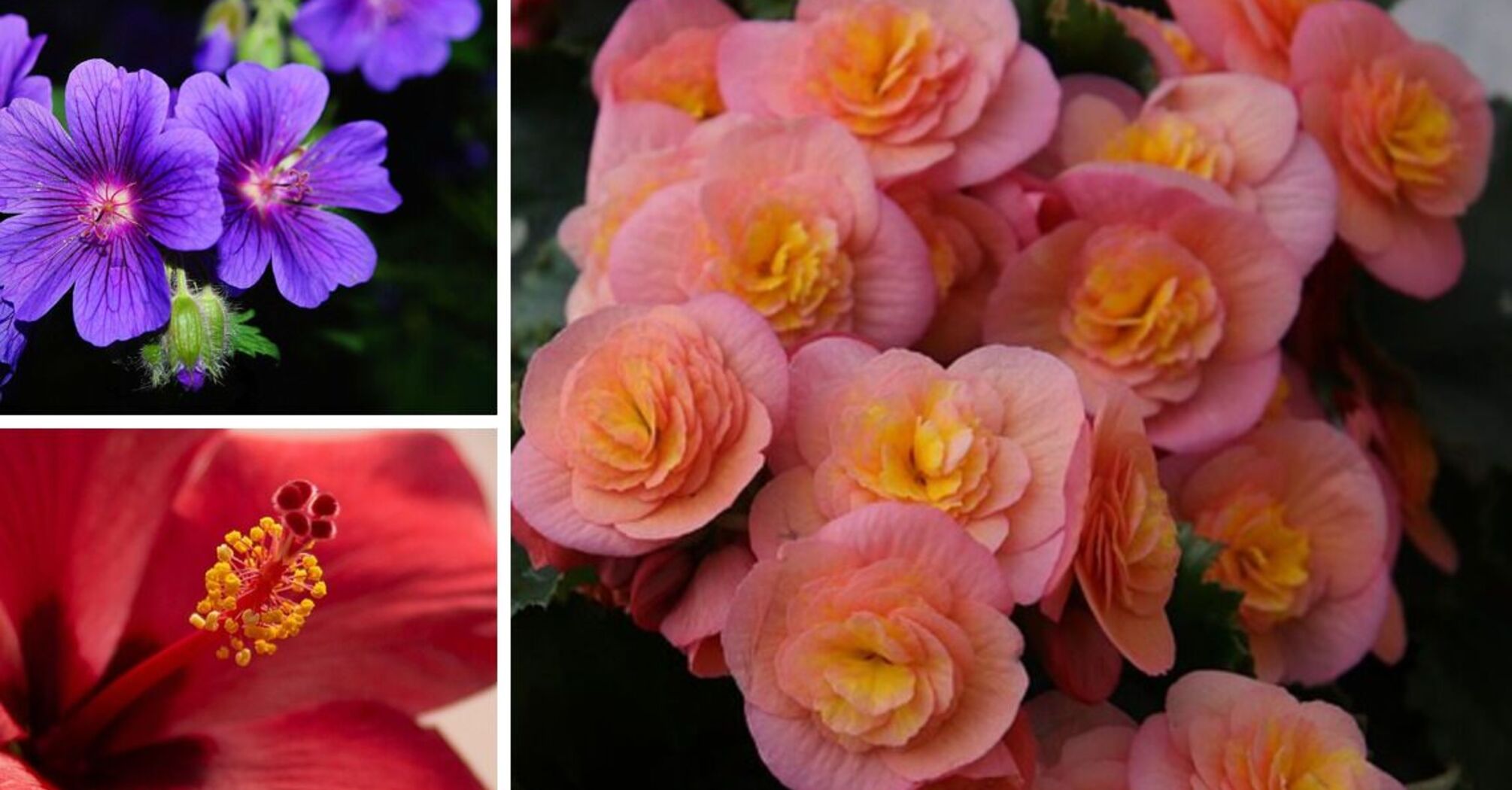 Три цветка, которые способны привлечь удачу в дом