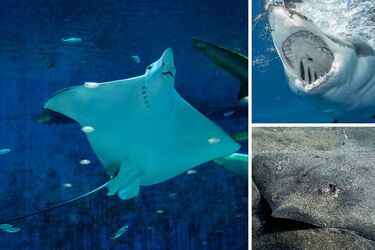 Науковці запідозрили самку ската у вагітності від самця акули (відео)
