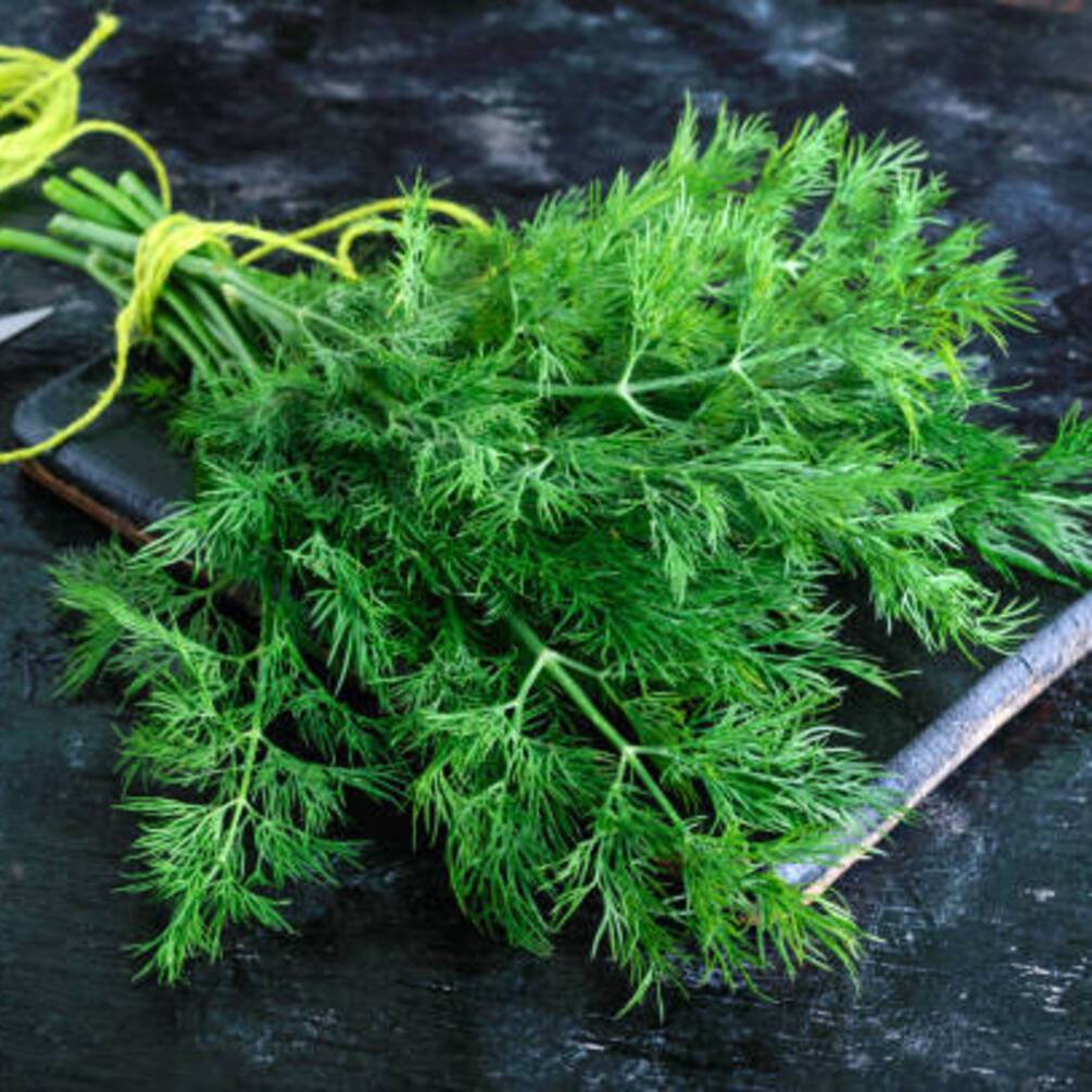 Чому кріп, повішений над дверима будинку, може принести користь