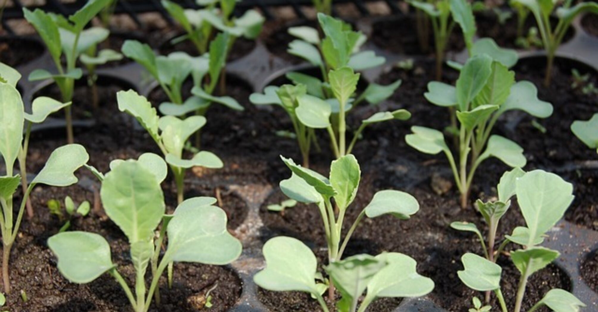 Как правильно выращивать рассаду: все, что нужно знать