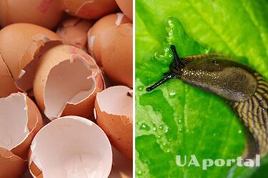 Пиво, яйца и вазелин: как эти продукты 'воюют' против улиток и слизней