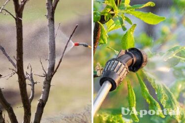 Коли слід вперше обробляти плодові дерева від шкідників
