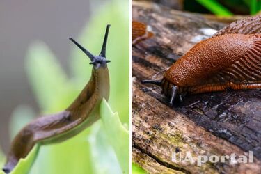Боротьба зі слимаками може простою: лайфхак проти шкідників з тирсою, шкаралупою та гірчицею