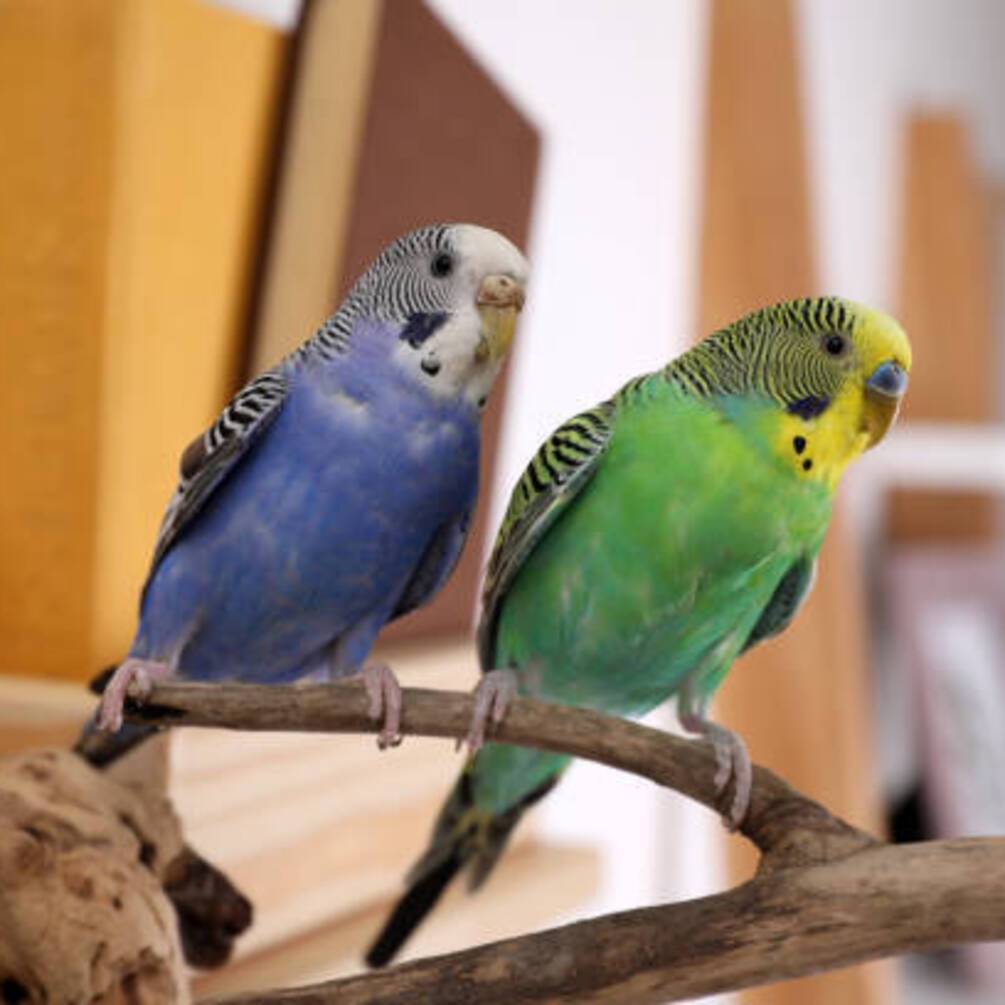 Волнистые попугаи: основные советы по уходу