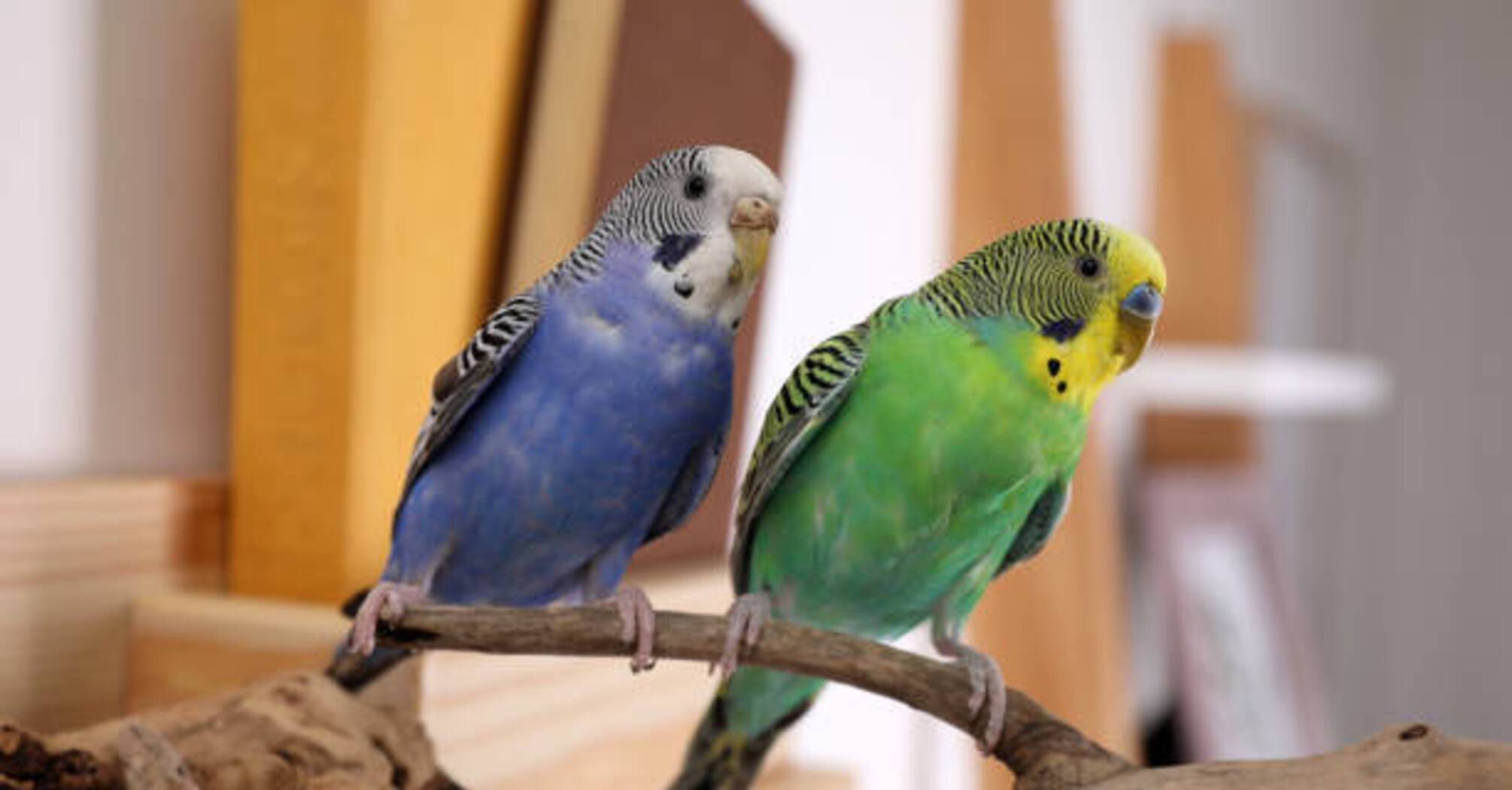 Волнистые попугаи: основные советы по уходу
