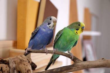 Забезпечення всебічного благополуччя домашніх папуг