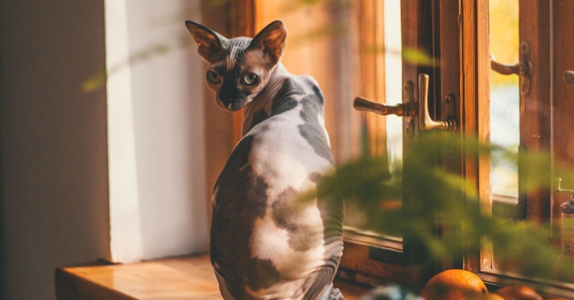 Подумайте, прежде чем завести кота сфинкса: особенности породы и уход