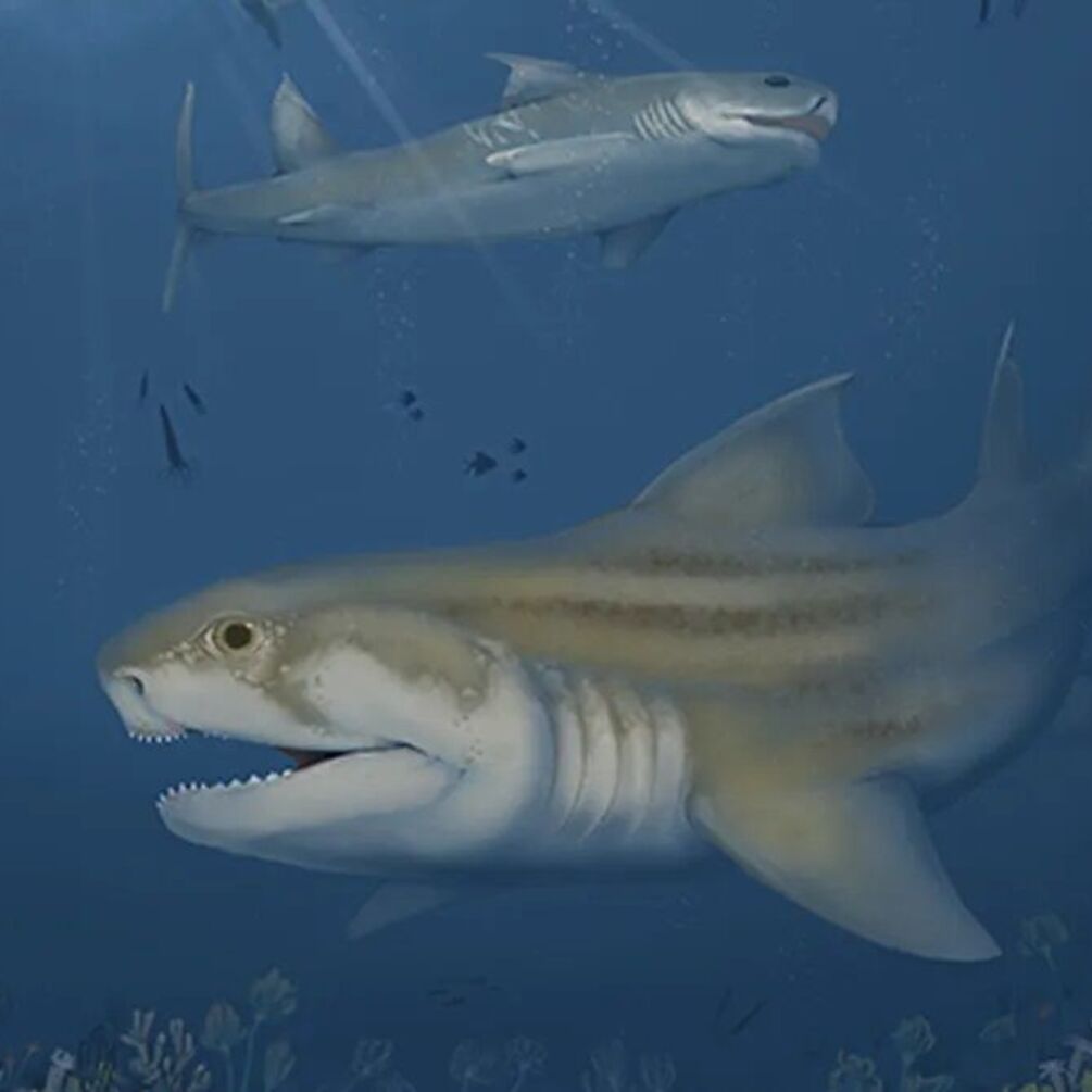 Scientists have discovered two new ancient shark species in a giant cave in the US