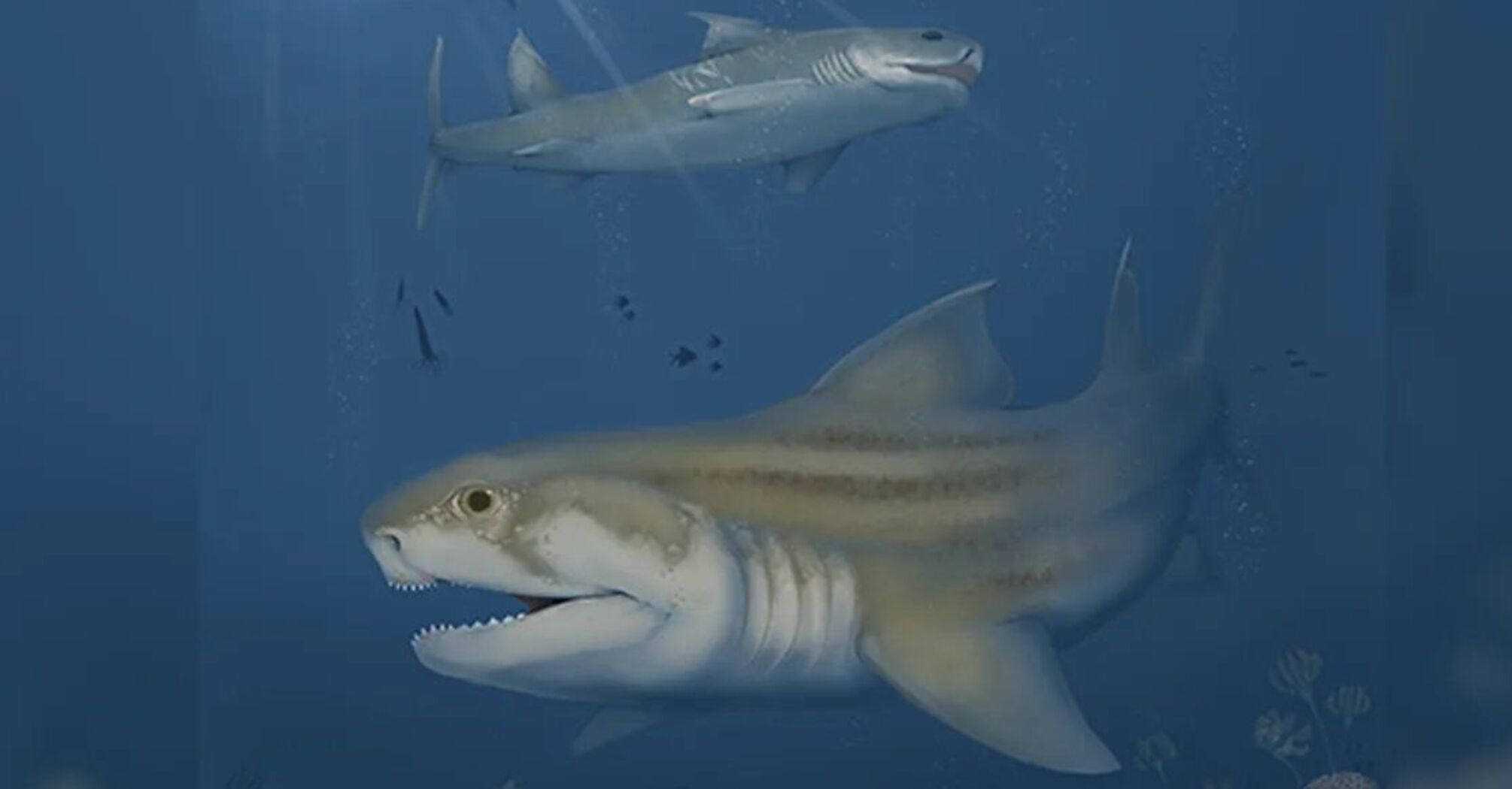 В гигантской пещере в США ученые обнаружили два новых древних вида акул