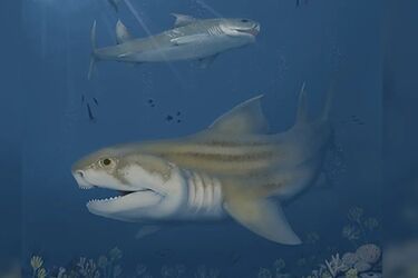 В гигантской пещере в США ученые обнаружили два новых древних вида акул