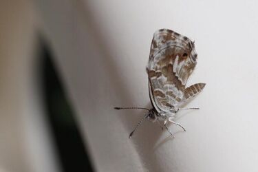 Как избавиться от моли в доме: 4 действенных метода