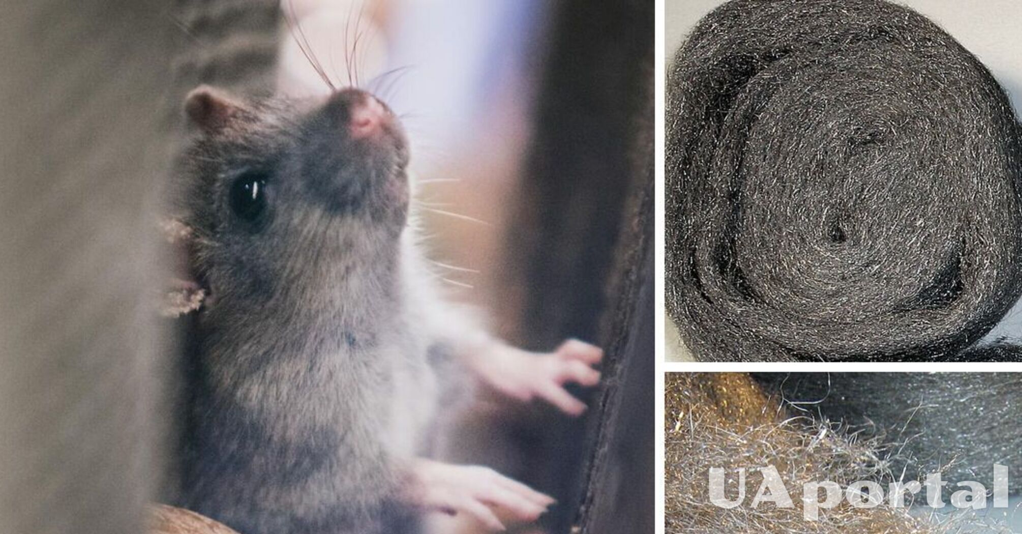 Experts have suggested a cheap way to get rid of mice without killing them
