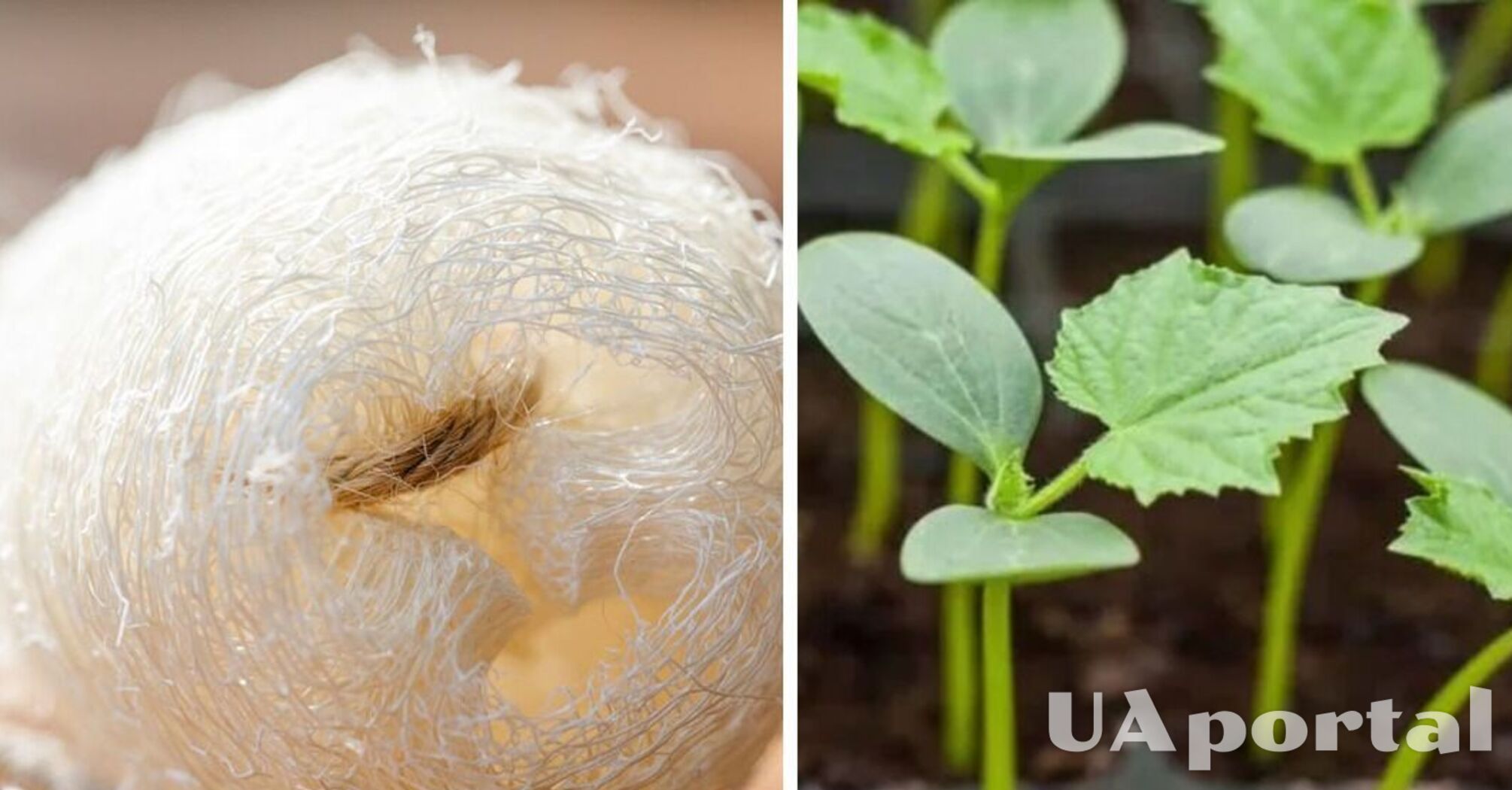 Не викидайте старі губки: як вони згодяться для вирощування рослин