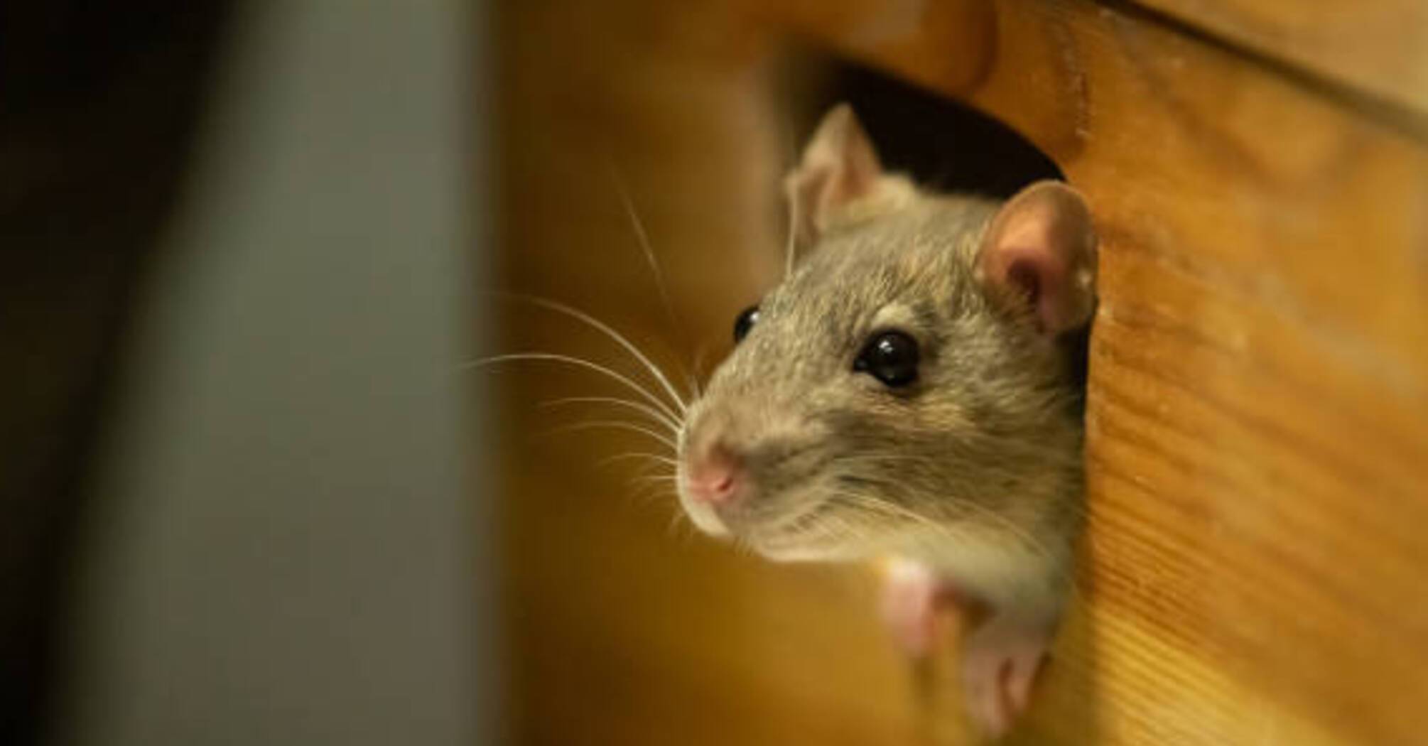 Як позбутися мишей в будинку: 3 ефективні лайфхаки