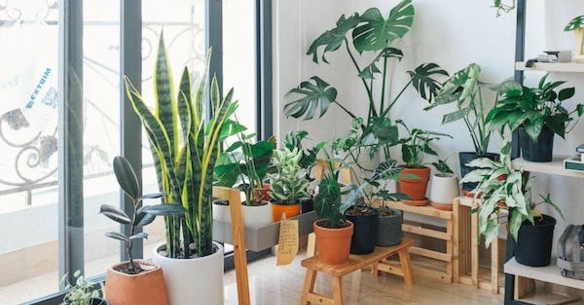 Які кімнатні рослини заборонено дарувати та чому