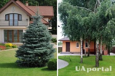 Які дерева захищають від бід