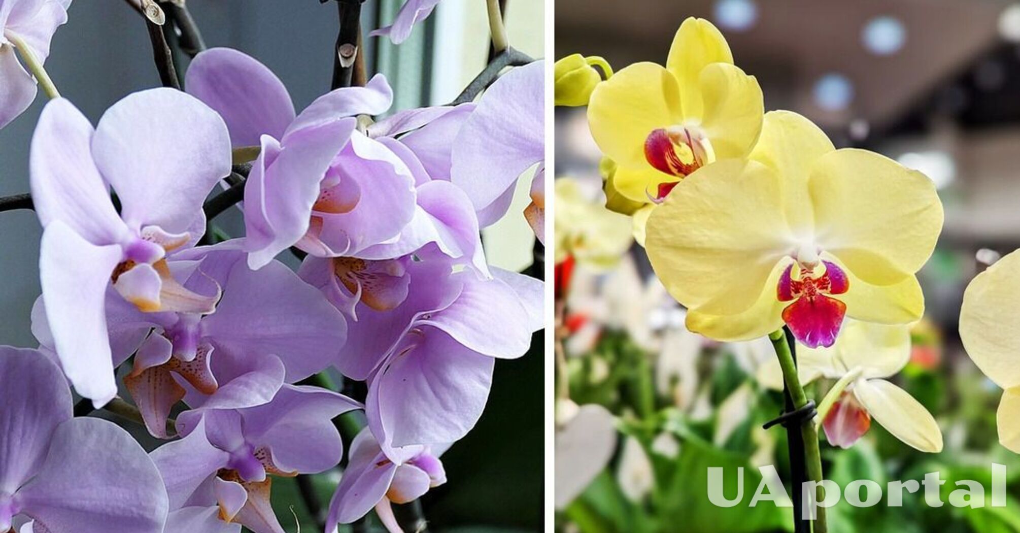 Експерти назвали чотири прості поради, які стимулюють цвітіння орхідеї