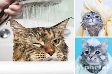 Як викупати кота та залишитися живими: експерти поділилися порадами