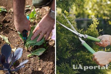 Експерти назвали 10 рослин, які ніколи не можна обрізати в лютому: повний список