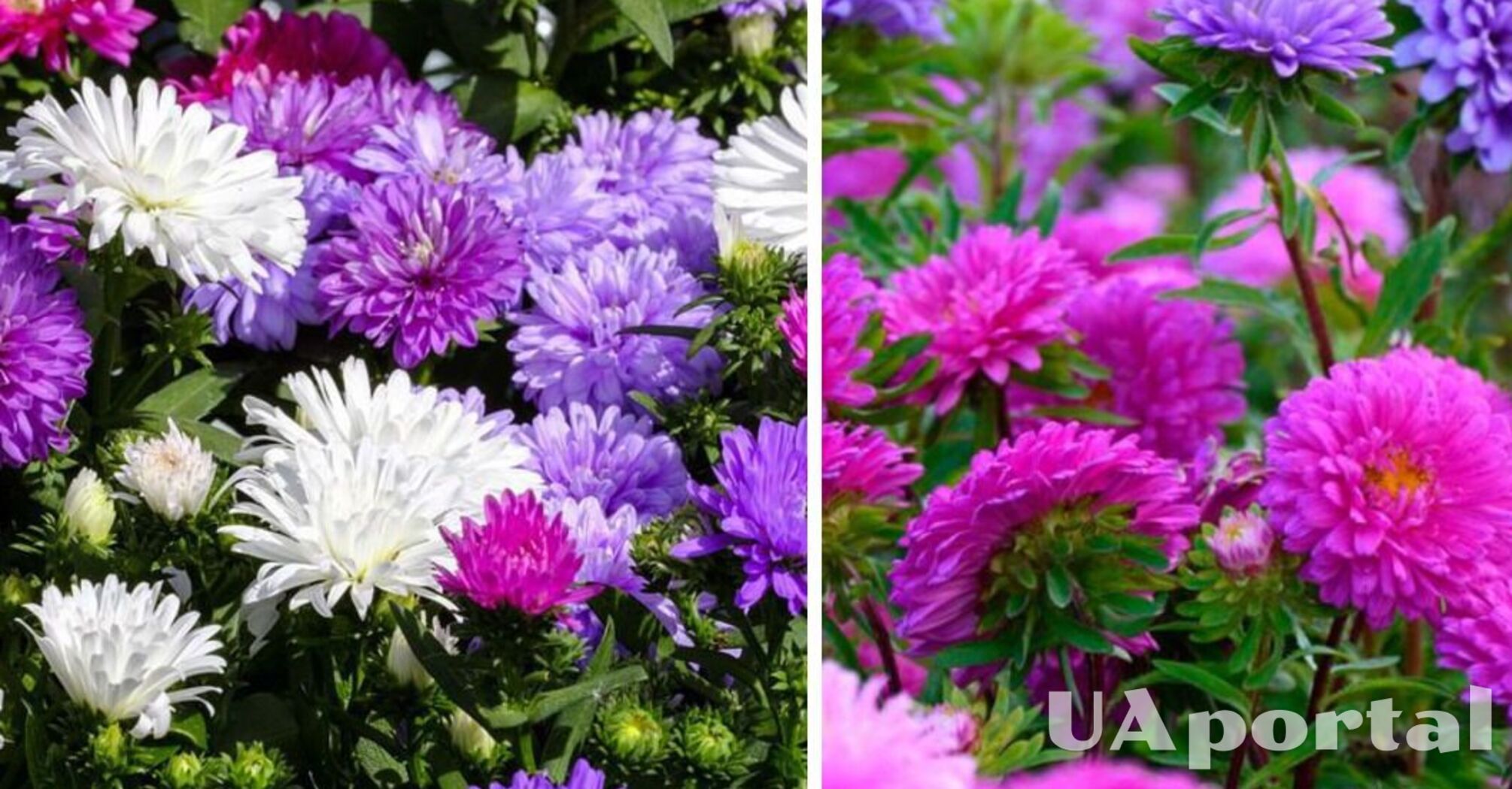 How to plant and grow asters seeds