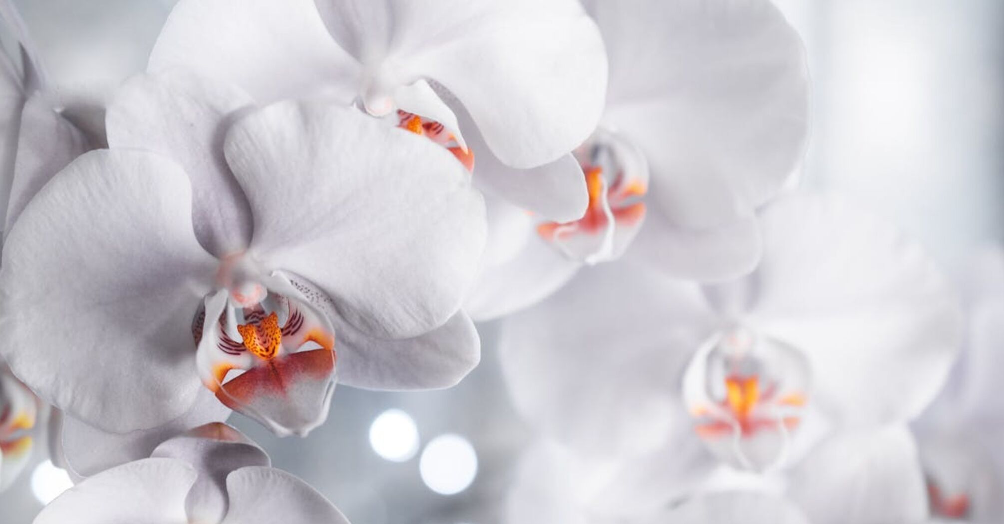 'Ви вбиваєте їх добротою': садівники пояснили, чому орхідеї можуть не квітнути