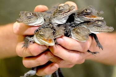 'Ядерні крокодили' розплодилися біля АЕС у США (фото)