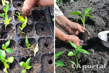 Как и когда сеять рассаду перца