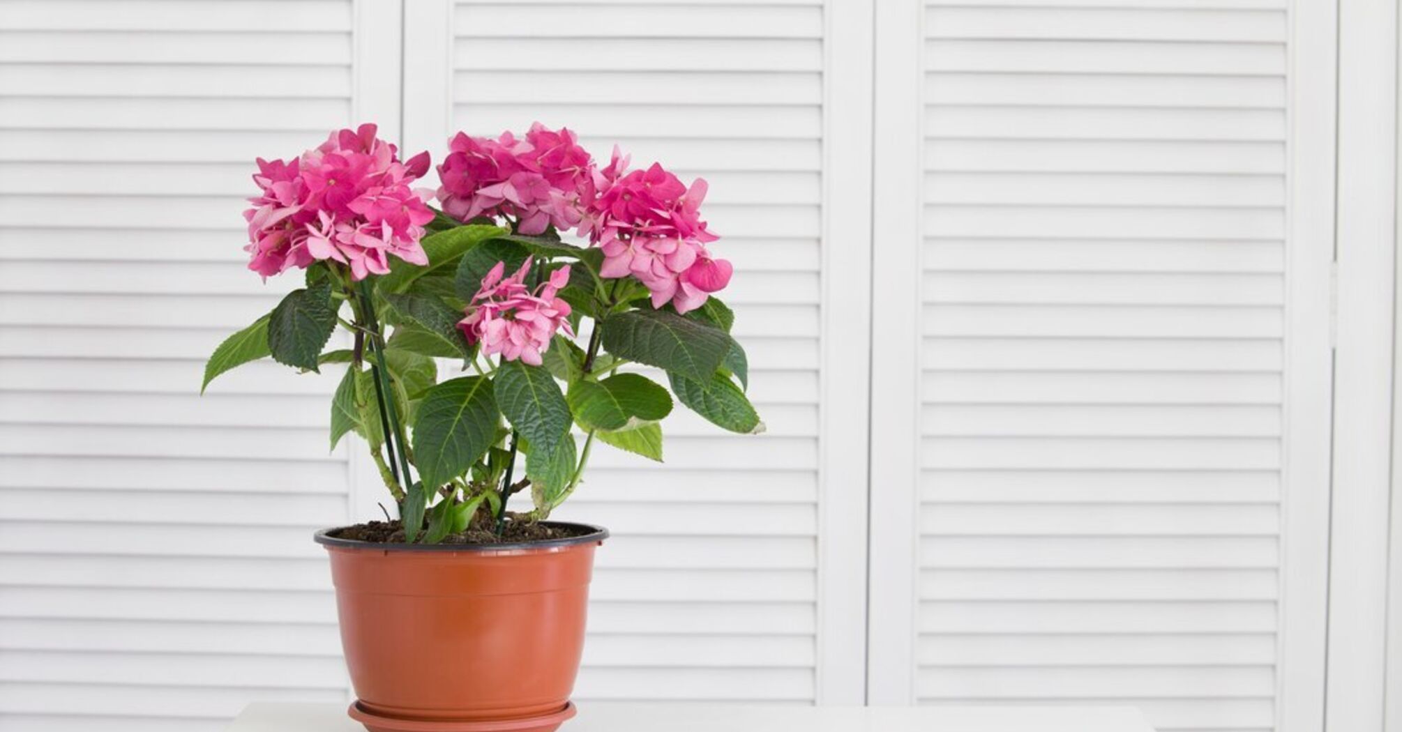 Як оживити засохлу кімнатну рослину: 4 дієві способи