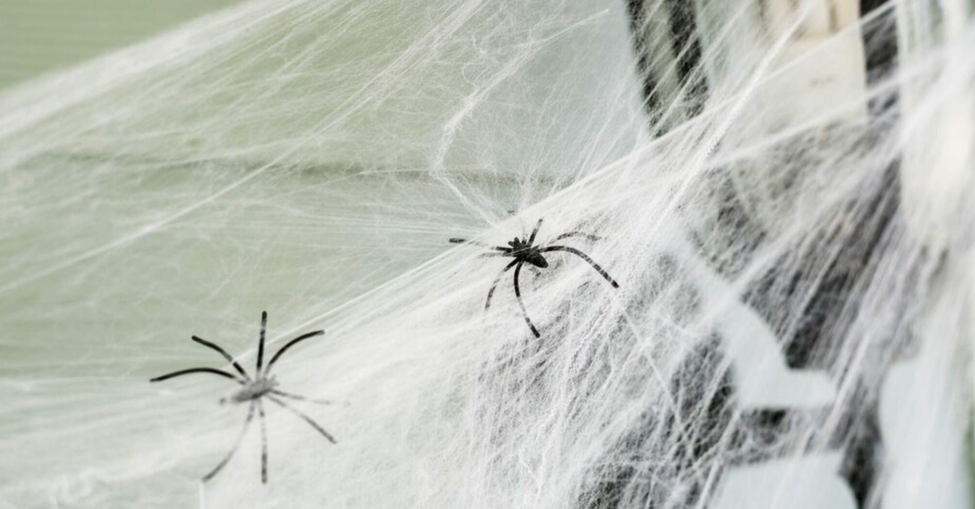 Як позбутися павуків у будинку: Три дієві поради