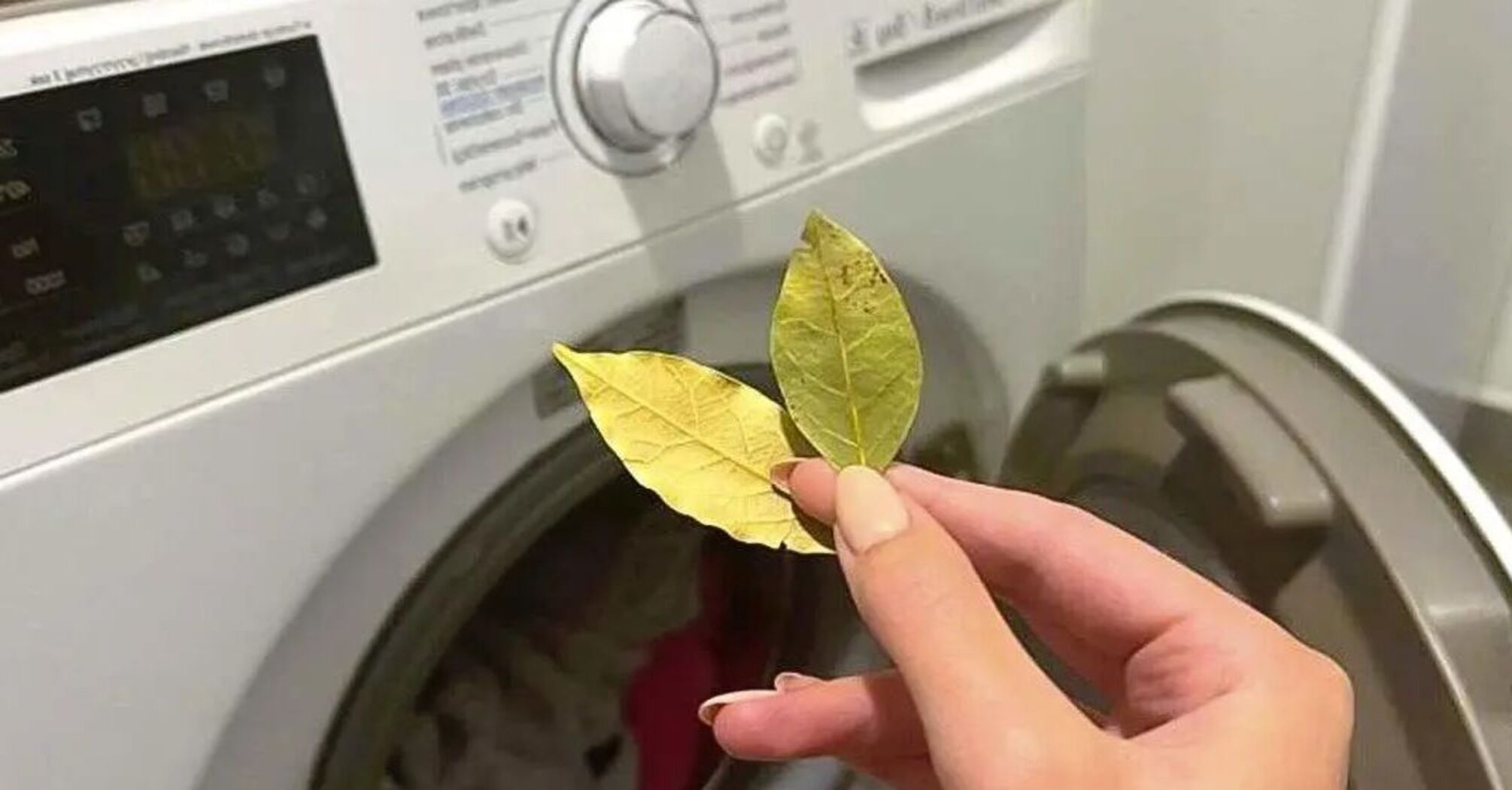 Експерти сказали, для чого додавати лавровий лист у машинку під час прання