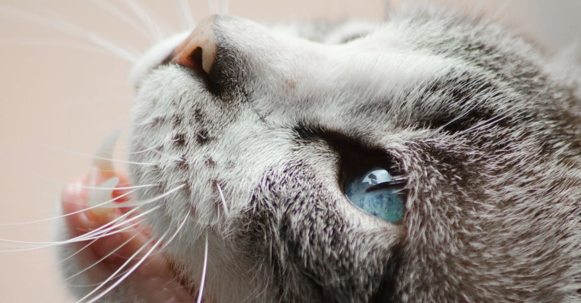 Чому котячі носи стають мокрими або сухими: ветеринари сказали, чи варто непокоїтися