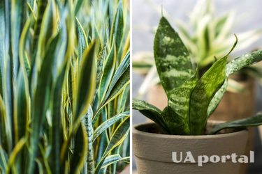 Як пришвидшити ріст кімнатних рослин: допоможе інгредієнт, який є в кожному домі